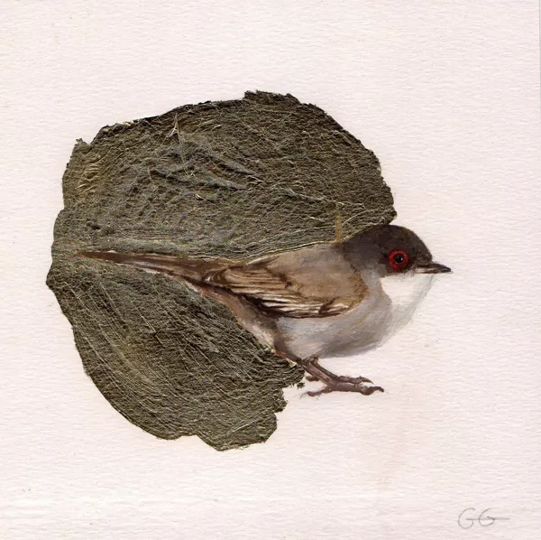 Curruca hembra . Óleo sobre papel y pan de oro. 